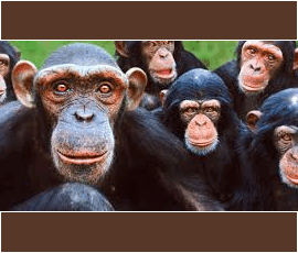 Monkey World is only 15 miles from Weymouth.