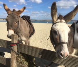 Weymouth Donkeys