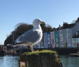 Weymouth Harbour